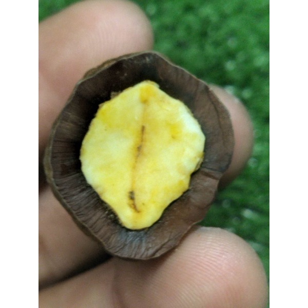 kemiri muncang adu Yanti RAJA BATOK