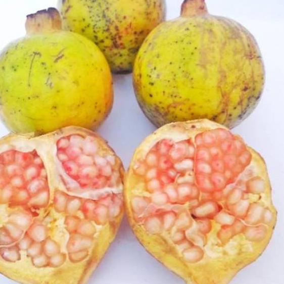 

► Buah Delima Putih 1 kg organik fresh baru petik untuk ◌