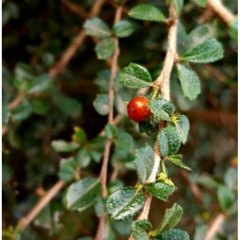 bahan stek hokiantea mikro buah / arcia