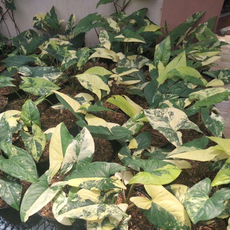 syngonium yellow varigata