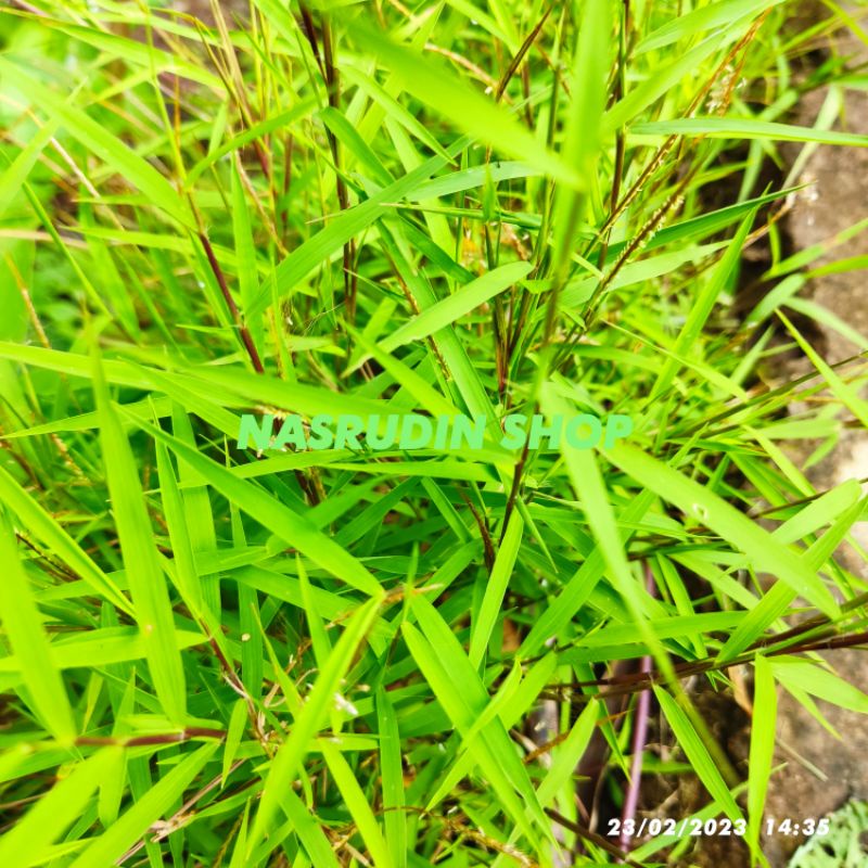 

[Fresh] BIBIT BAMBU MIKRO PERUMPUN TANAMAN HIAS / BUKAN BAMBU AIR