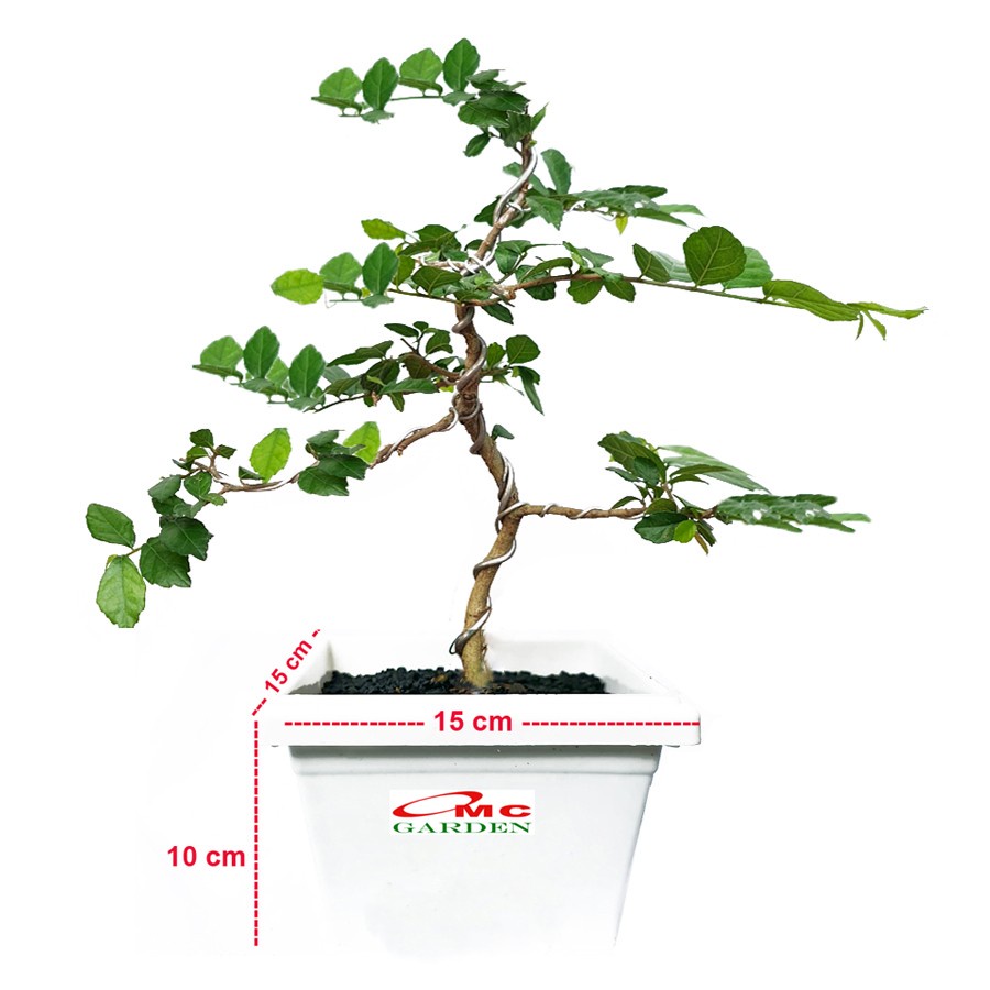 Bonsai Bonsae Mame Serut 001