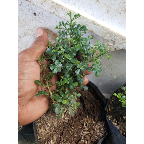 kemuning super micro bibit bahan Bonsai