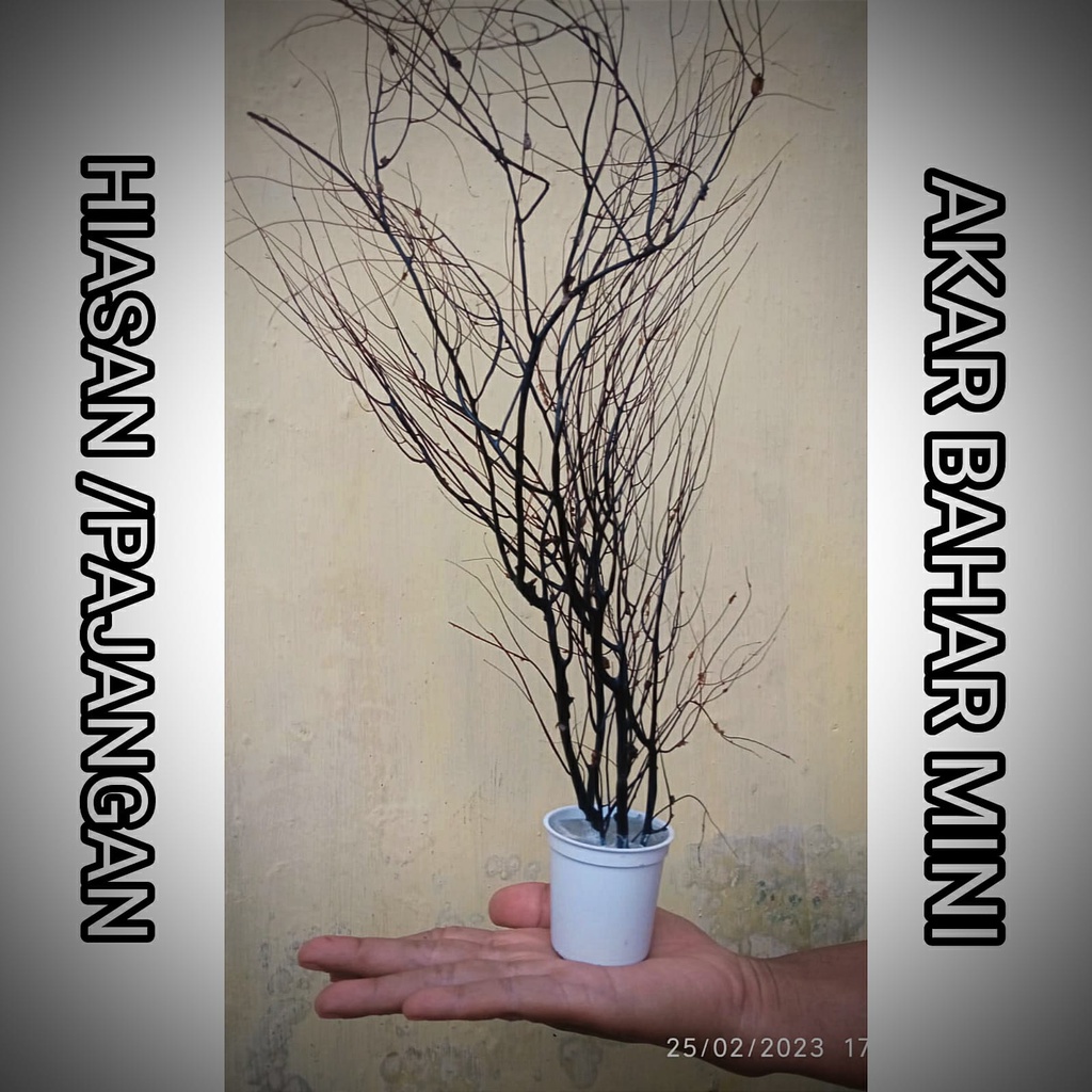 hiasan akar bahar/dekorasi akar bahar