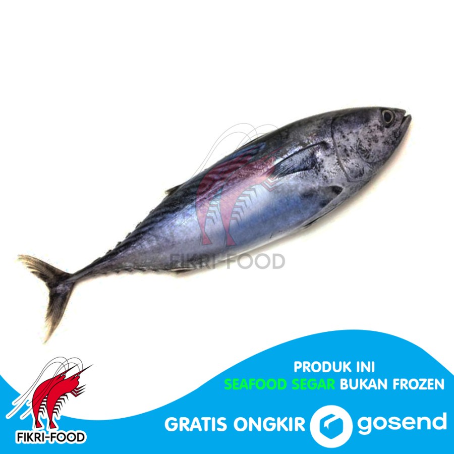 

Ikan Tongkol Batik Segar 1kg