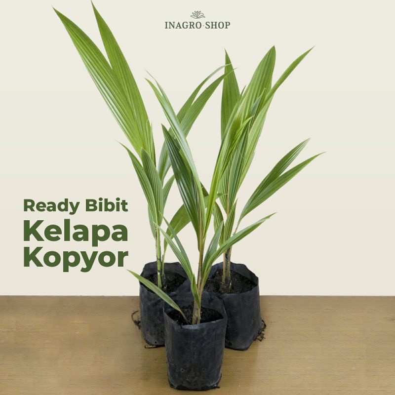 

Bibit Kelapa Kopyor