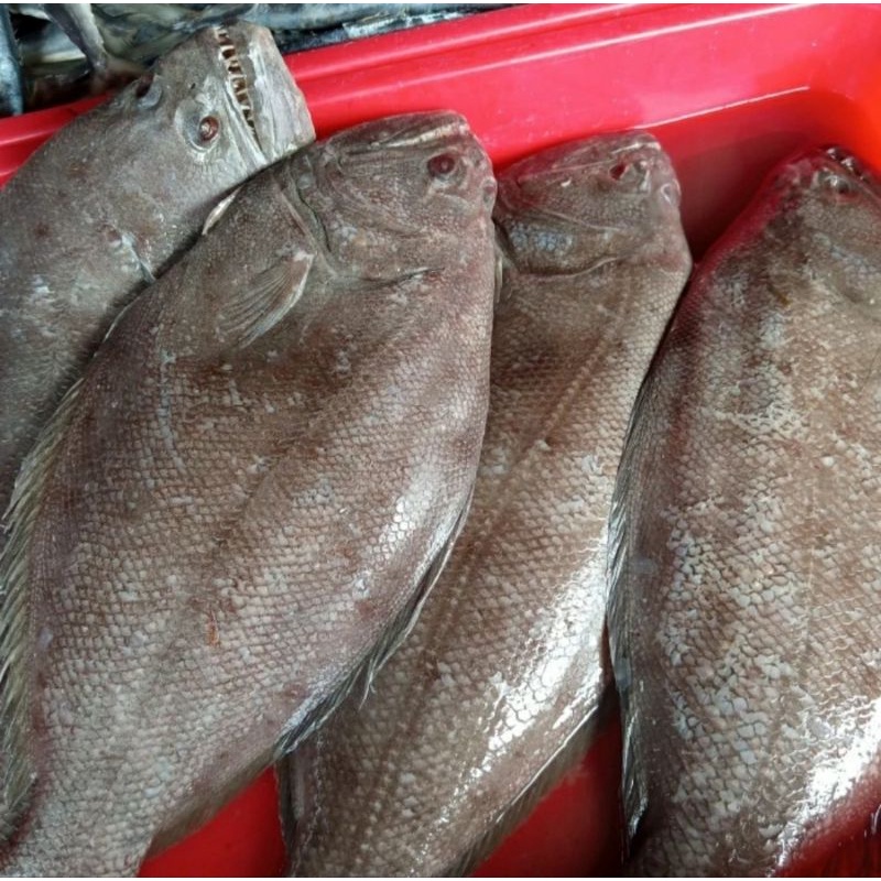 

Ikan Laut Ikan Sebelah fresh segar