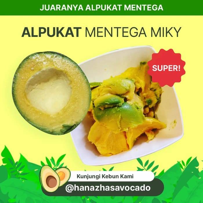 

Alpukat Mentega Miki Super