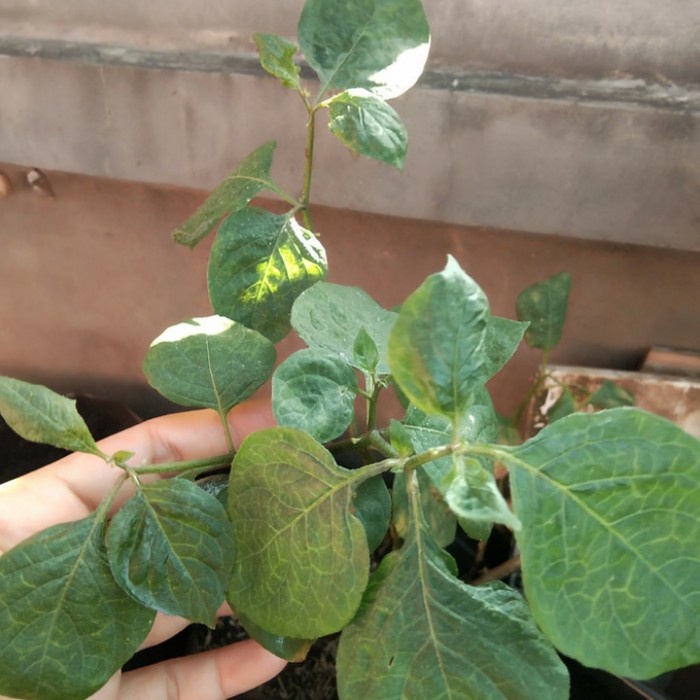 Pohon Leunca/Ranti-Bibit Tanaman Leunca/Buah Ranti DDD