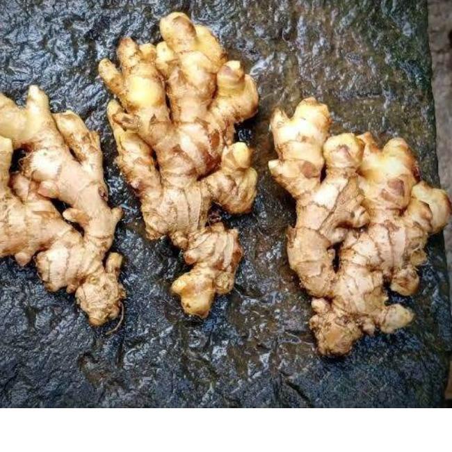 

♙ JAHE EMPRIT SEGAR SUDAH DICUCI BERSIH BERAT 1 KG ❇
