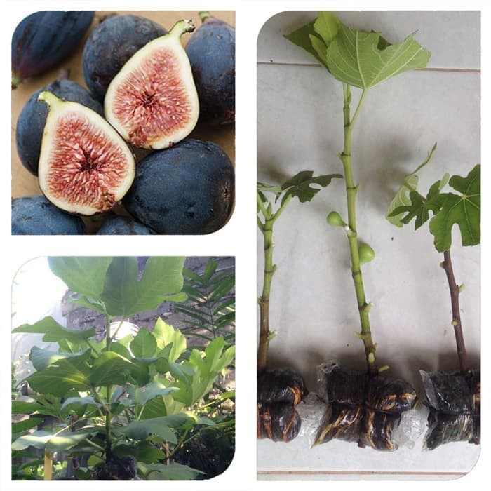 BIBIT CANGKOK POHON BUAH FIG TIN ARA JENIS BLACK MISSION