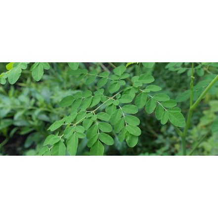 

Daun kelor