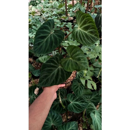 Tanaman Hias Philodendron Verucosum