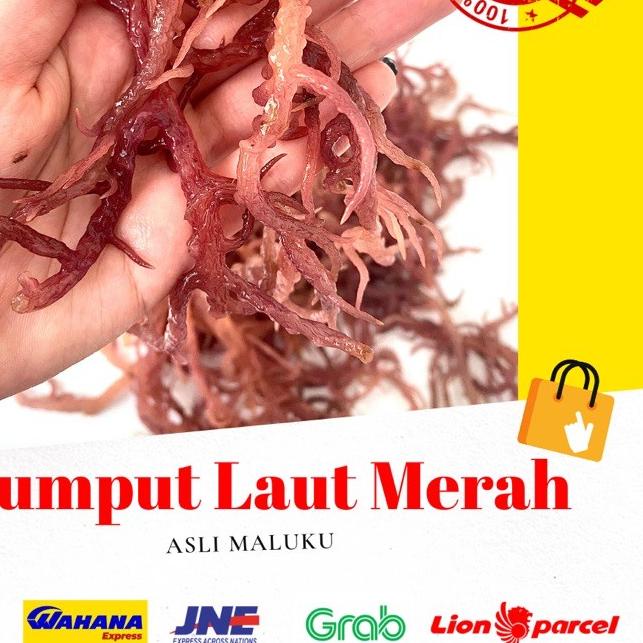 

✸ 1 KG RUMPUT LAUT MERAH KERING ( Eucheuma cotoni) sea birdnest kualitas premium no 1 dijamin 100% asli ✥