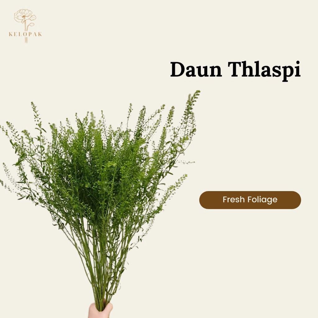 Daun Thlaspi
