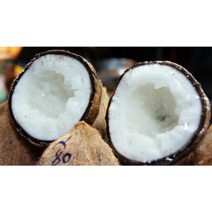 

kelapa kopyor murah bergaransi 41-42 CM