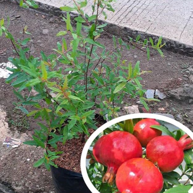 BIBIT DELIMA MERAH,, BIBIT OKULASI CEPAT BERBUAH