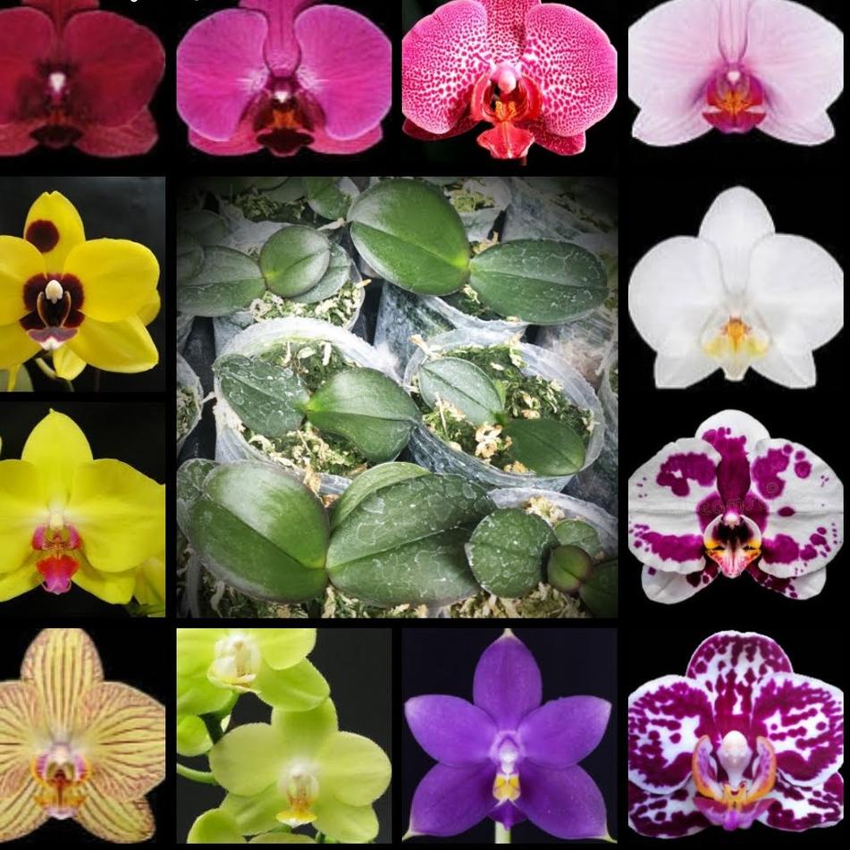 BBA.11Fe23ν ‣ Seedling Benih Anggrek Bulan / Phalenopsis Hybrid