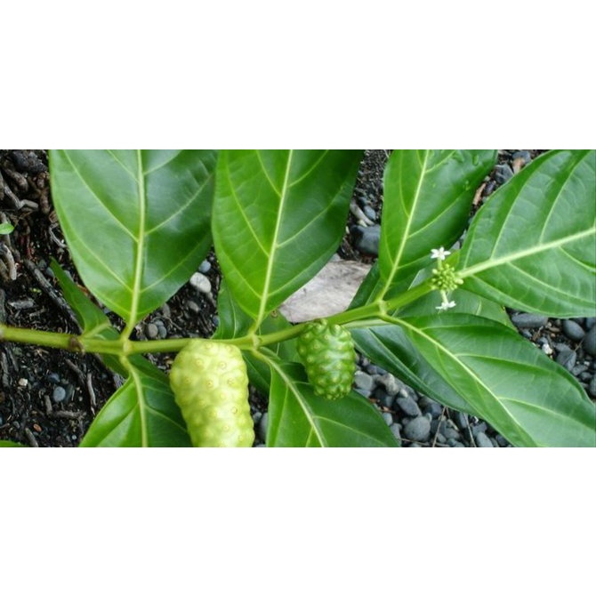 Daun Mengkudu Segar 30 lembar