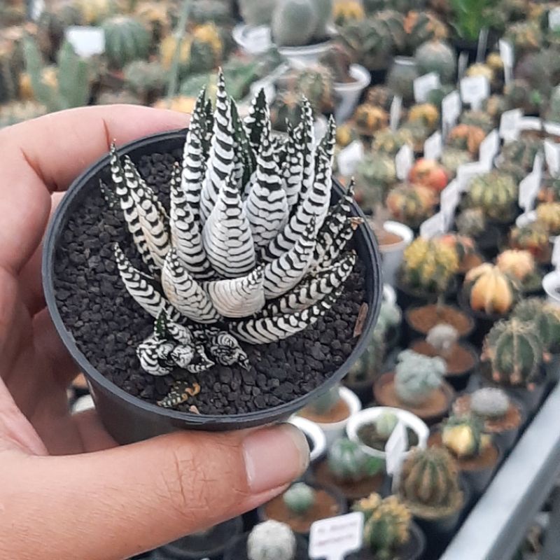 haworthia zebra