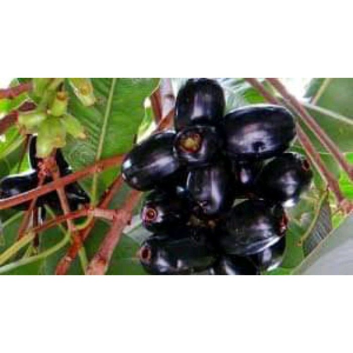 bibit tanaman buah juwet hitam benih pohon di dalam pot tabulampot DDD
