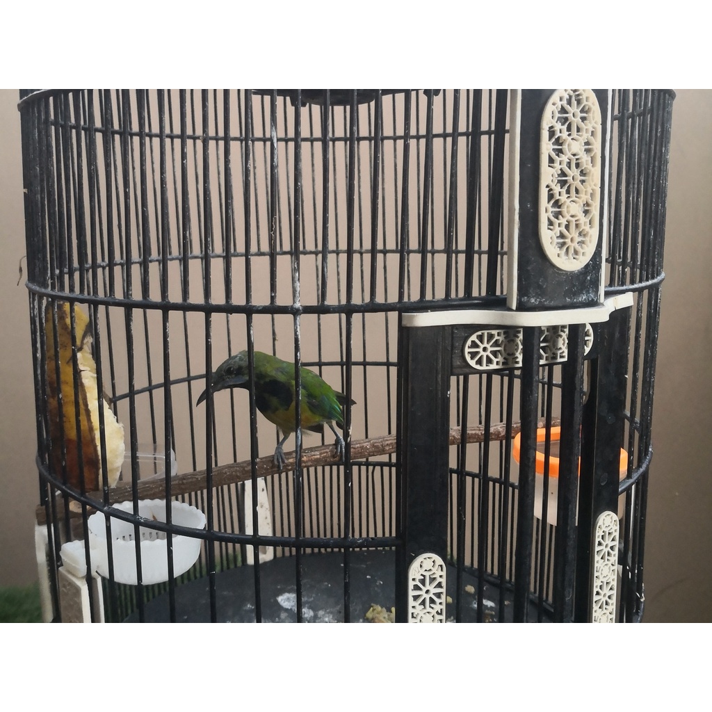 Burung Cucak Cungkok bahan Jantan