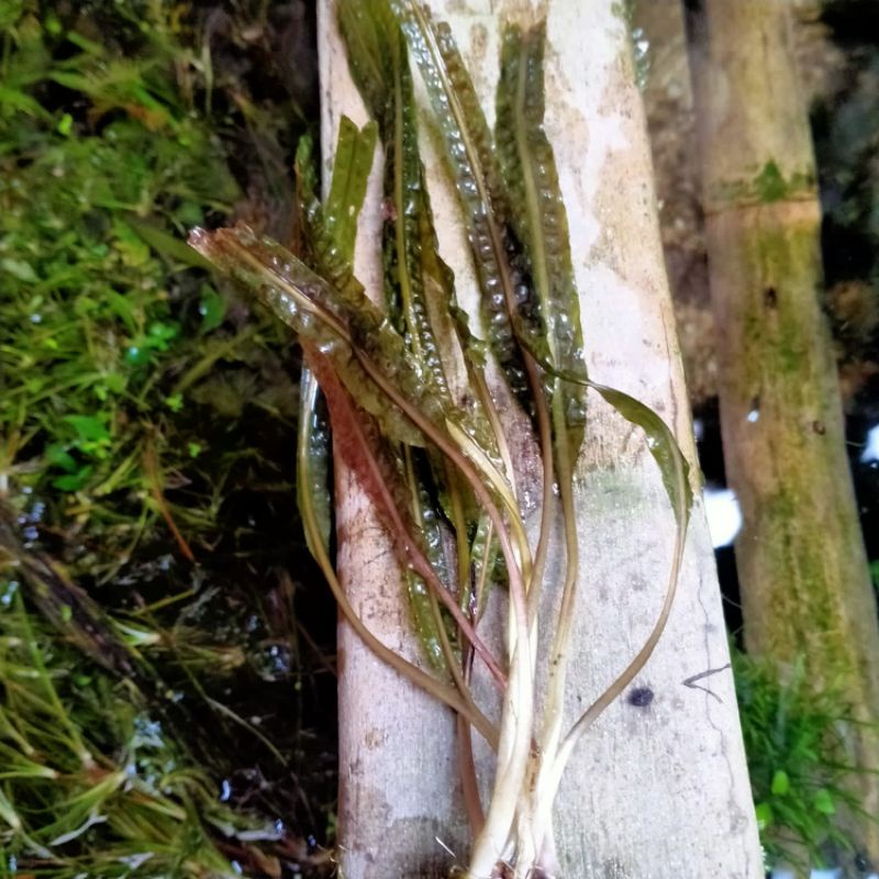 criptocorine balansai tanaman aquascape