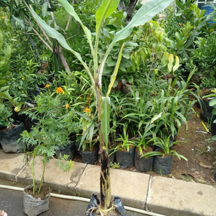 BIBIT POHON PISANG RAJA//POHON BUAH PISANG RAJA