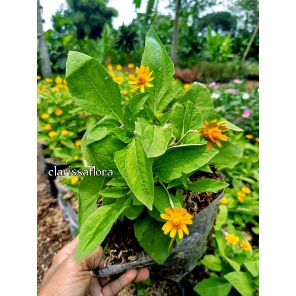 Tanaman hias bunga matahari kecil - matahari mini