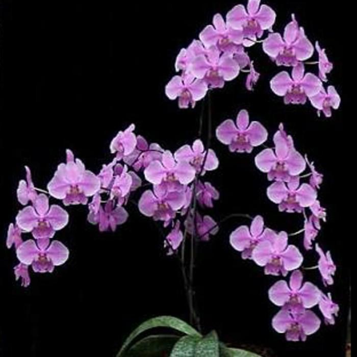 Terlaris Phalaenopsis Schilleriana