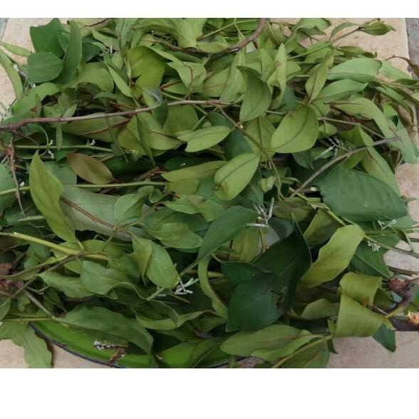 

☝ Daun Benalu Jeruk Nipis 500gram ♨