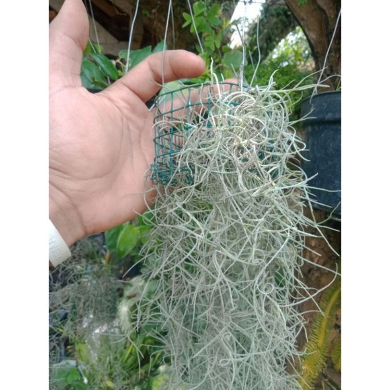 Tanaman Bunga Jenggot Musa