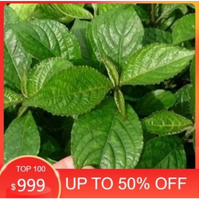 

Daun Keji Beling Segar 100gr – Herbal Serbaguna untuk Ramuan & Jamu Alami