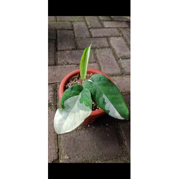 syngonium Chiapense Varigata