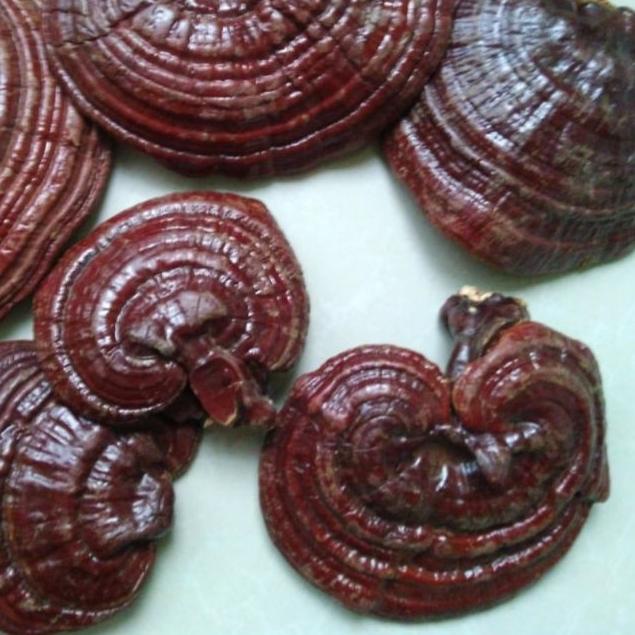 

✭ r lingzhi 200gr - r Ling zhi Asli ➱