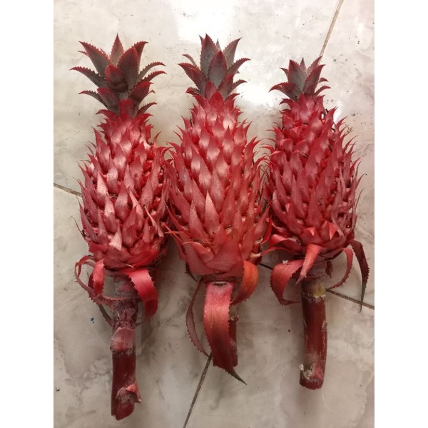 

nanas merah nanas hutan
