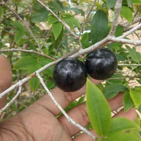 BIBIT TANAMAN BUAH ANGGUR BRAZIL PRECO, POHON ANGGUR PRECO BRAZIL