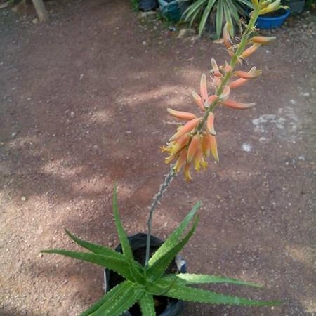 TERLARIS- tanaman herbal lidah buaya bunga/ bungga lidah buaya (NEW)