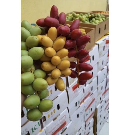 

☆ READY KURMAMUDA BUKAN FROZEN (FRESH) free zuriatbelah dan rahim (PEMBELIAN KURMAMUDA LANGSUNG DIKASIH BONUS, BIAR LEBIH MAKSIMAL ) ➱