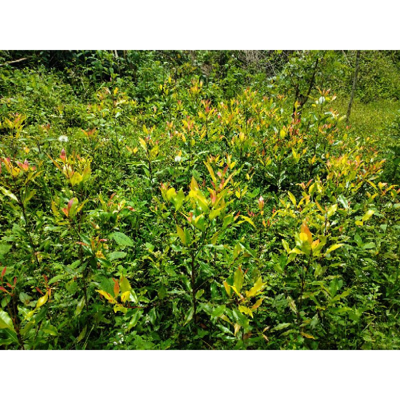 

bibik cengke sansibar