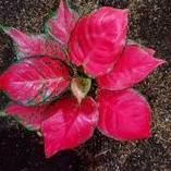 ➳ aglonema red anjamani jumbo ✤