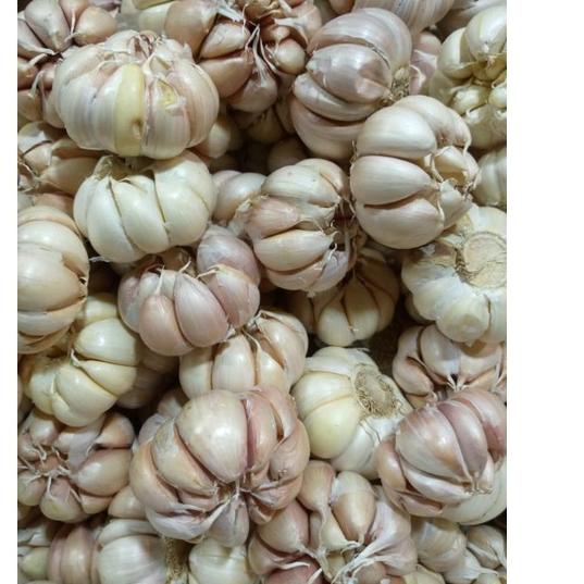 

Super UntungUu1U5 BAWANG PUTIH HONAN/BANCI 1KG