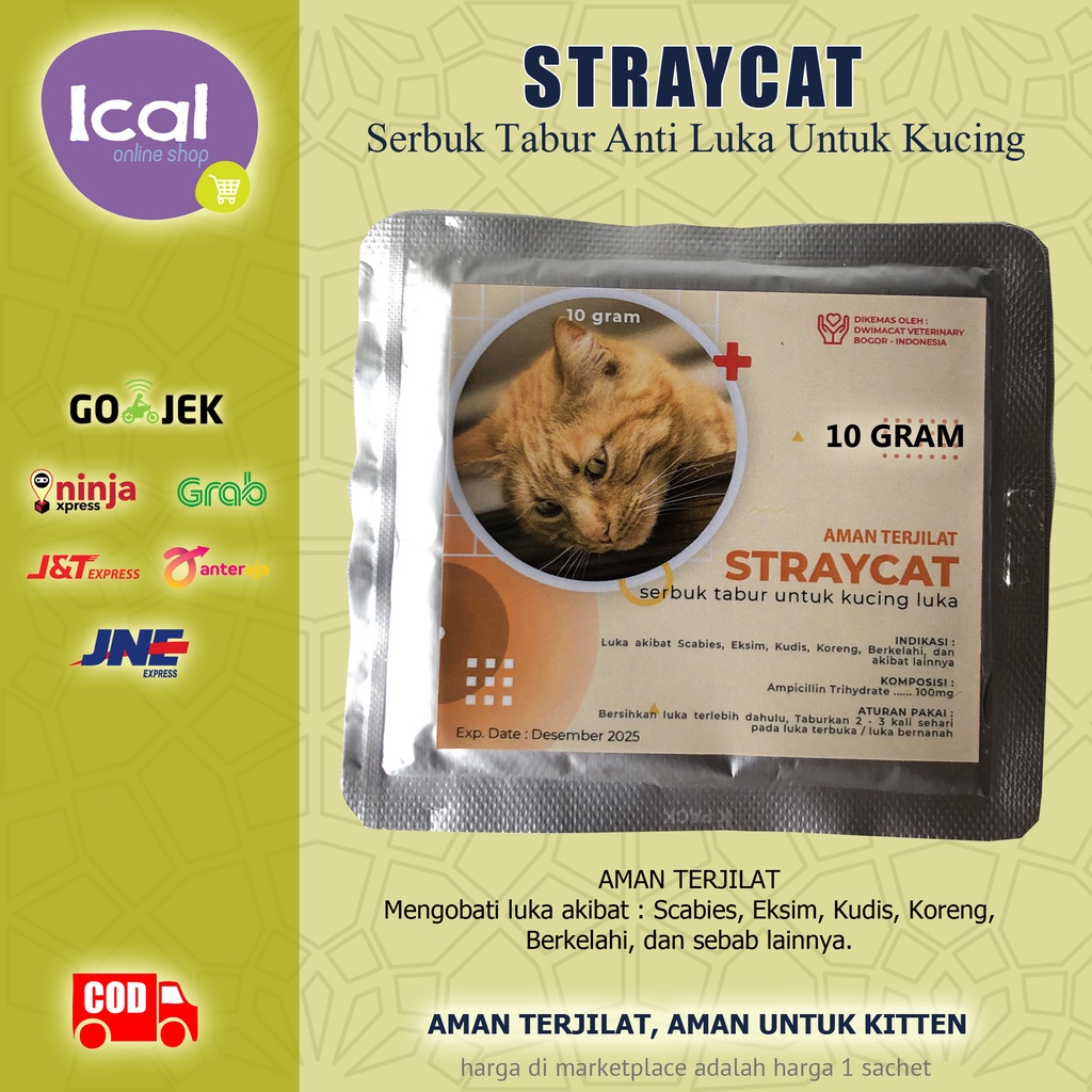 Obat Kucing Luka Terbuka Infeksi Bernanah StrayCat