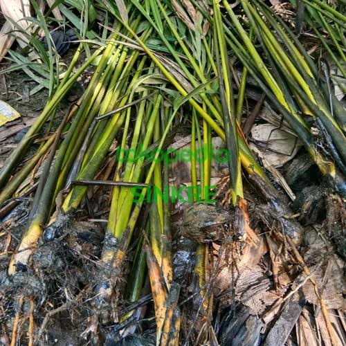 BIBIT POHON NIPAH BUAH DAHON TINGGI,60-70CM/POHON