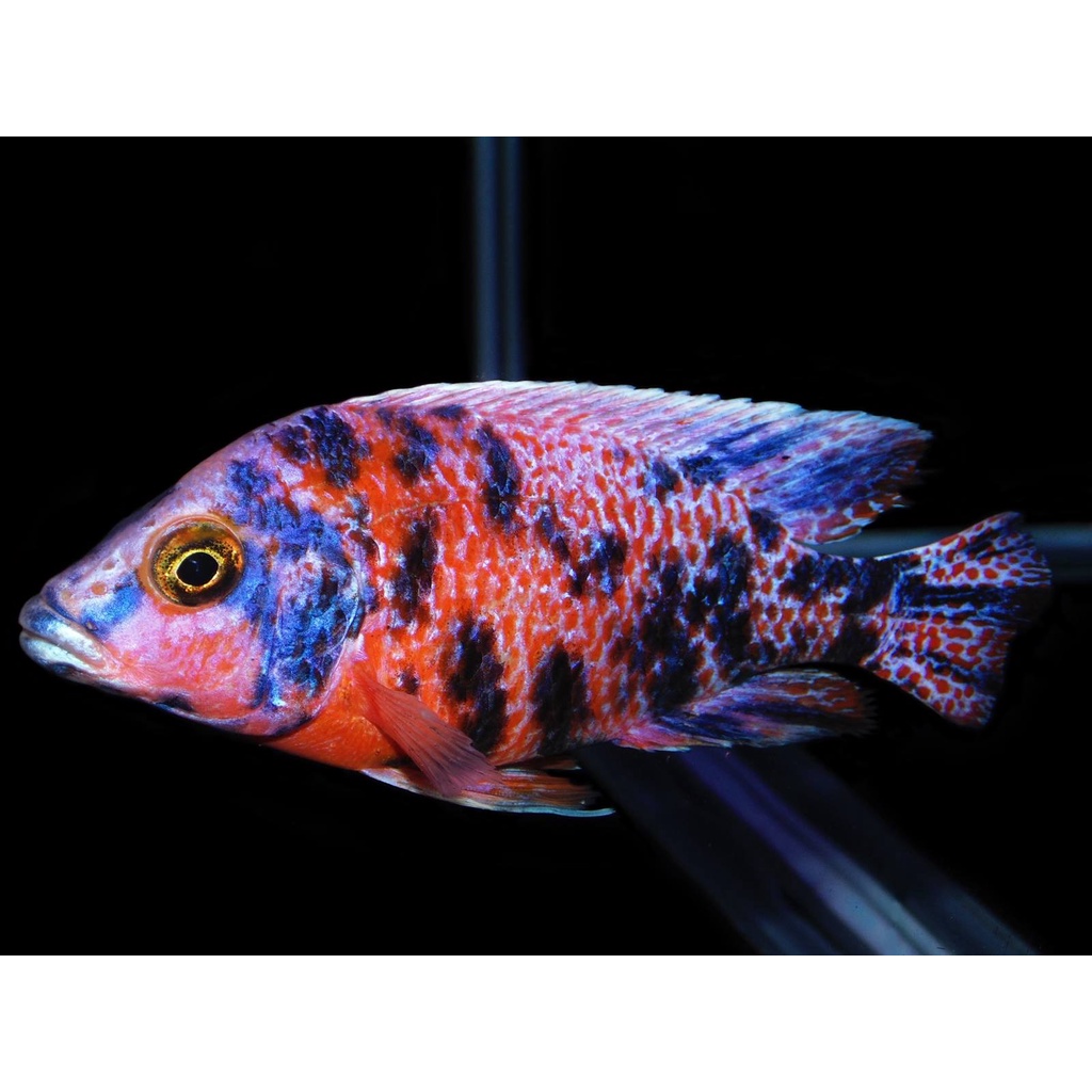 IKAN HIAS AIR TAWAR - CICHLID AFRICAN OB PEACOCK 8CM