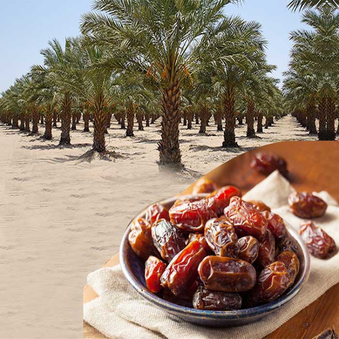 Kurma Date Crown Lulu Khalas | Kurma Khalas Super Premium Murah Original Emirates Dates