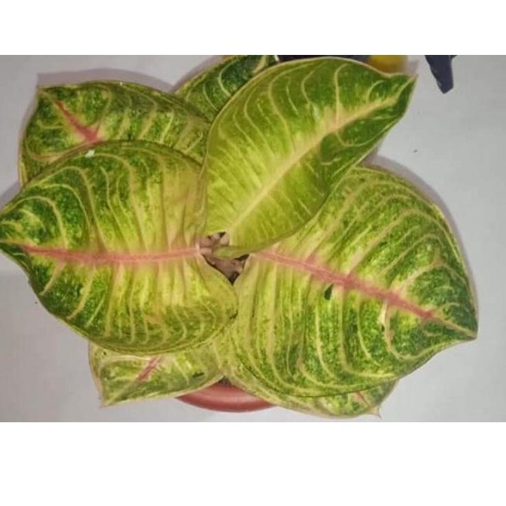 ☻ Aglonema Murah Anakan Moonlight ➪