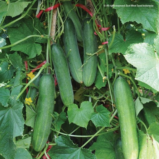 Benih Mentimun Misano Repacking (Cap Panah Merah)