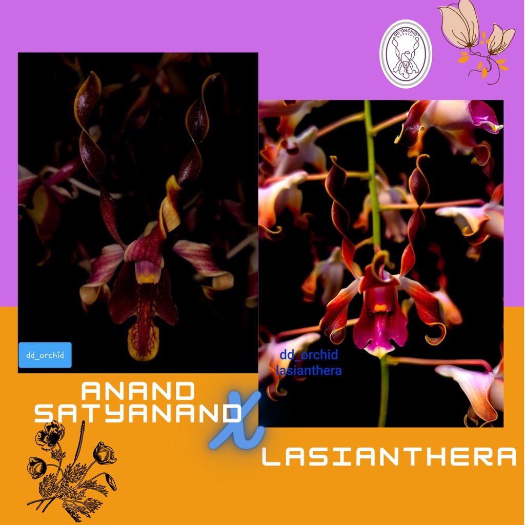 DD Orchid Seedling Dendrobium Anand Satyanand X lasianthera