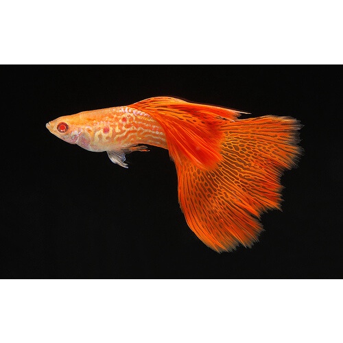 Packing styrofoam Albino Red Lace